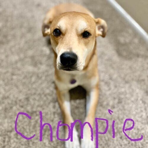 Fearful dog named Chompie receiving behavior modification training in Peoria Arizona