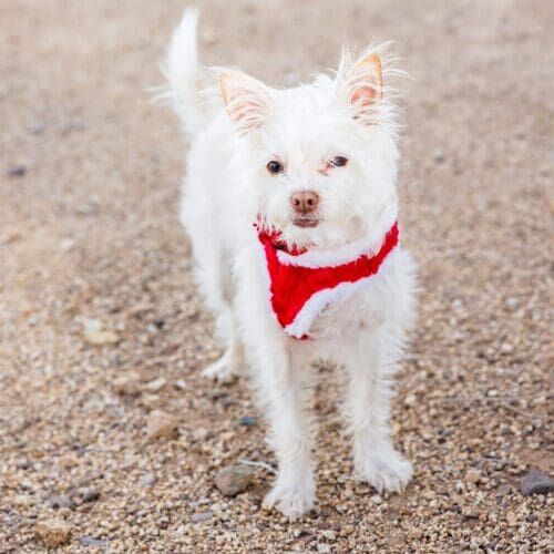 Kristie's second little dog, a white terrier mix named Zeke.