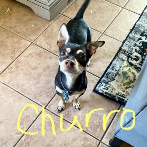 Chihuahua mix named Churro receiving drop-in pet sitting visits in Peoria Arizona