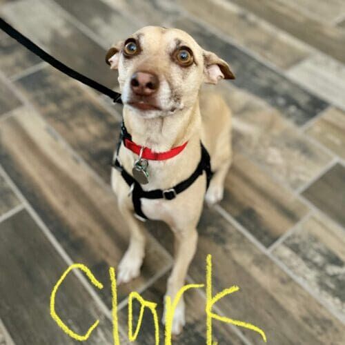 Rescue dog named Clark working on leash reactivity training in Glendale Arizona