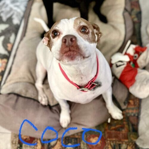 Pitbull mix named Coco receiving overnight in-home pet sitting care in Glendale Arizona