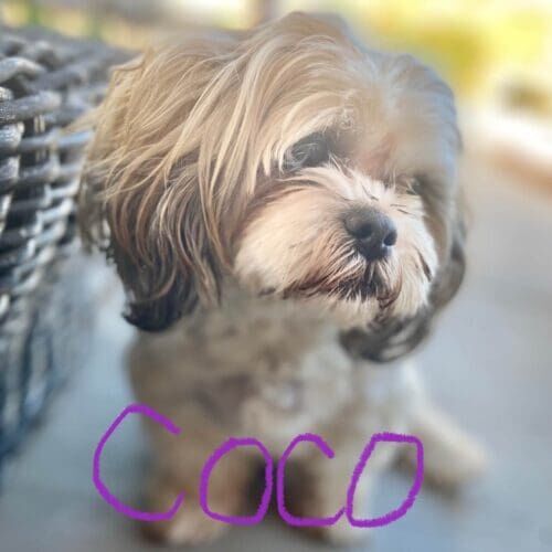 Shih Tzu named Coco receiving at-home pet sitting visits in Youngtown Arizona