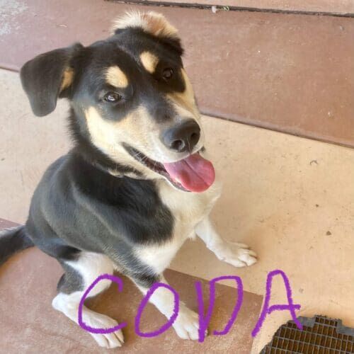 Shepherd husky mix named Coda receiving drop-in pet sitting visits in Glendale Arizona