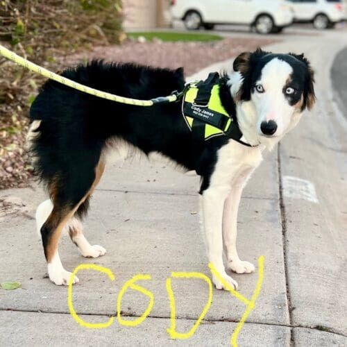 Border collie mix puppy named Cody working through fear-based behaviors using positive reinforcement training in Glendale Arizona