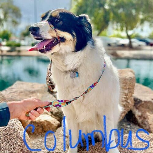 Great Pyrenees Mix Columbus shows off a solid sit on a rock during his group dog obedience class in Peoria, AZ.