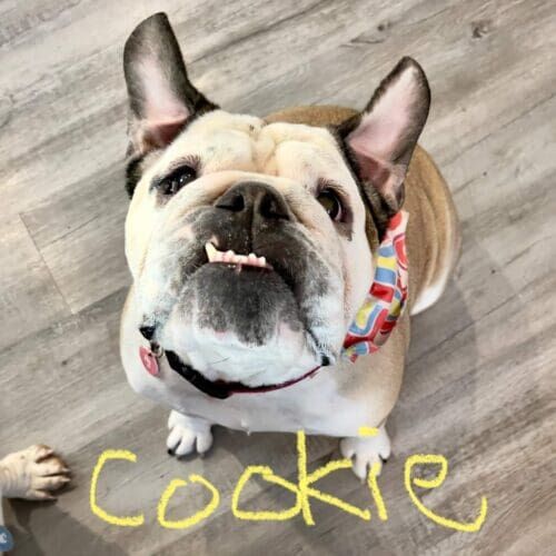 Bulldog named Cookie working on resource guarding behavior through training in Glendale Arizona