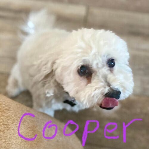 Mini poodle puppy Cooper's parents signed him up for at home puppy school to ensure he got off on the right track.