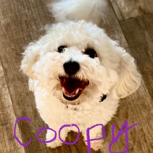 Dog named Coopy receiving midday potty break visits in Glendale Arizona