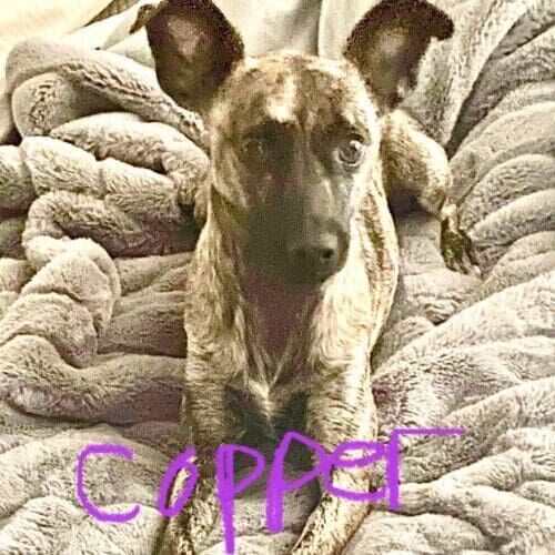 Pitbull shepherd mix named Copper receiving overnight in-home pet sitting care in Phoenix Arizona