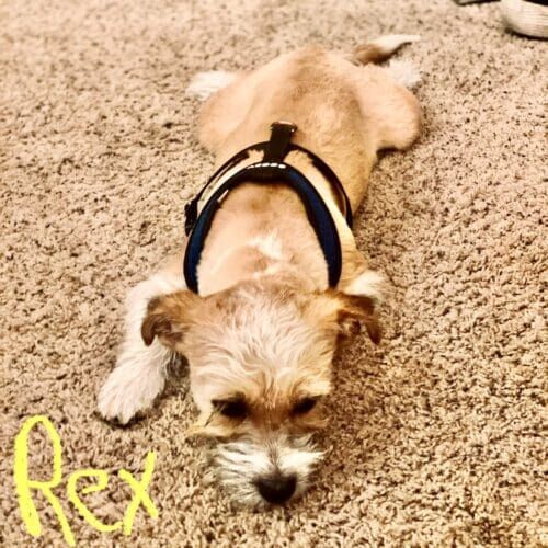 Puppy Rex resting during a boarding stay at FurBabies & Friends in Glendale Arizona