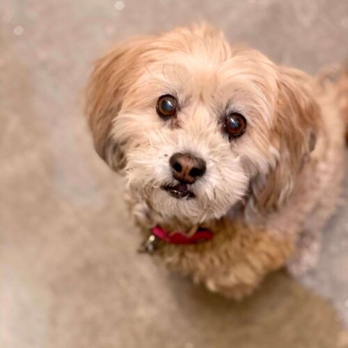 Puppy looking lovingly at pet sitter during a pet sitting visit in Glendale Arizona