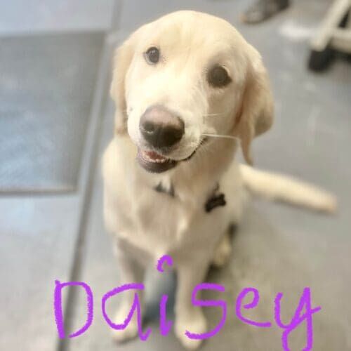 Puppy named Daisy receiving a positive introduction to grooming in Glendale Arizona.
