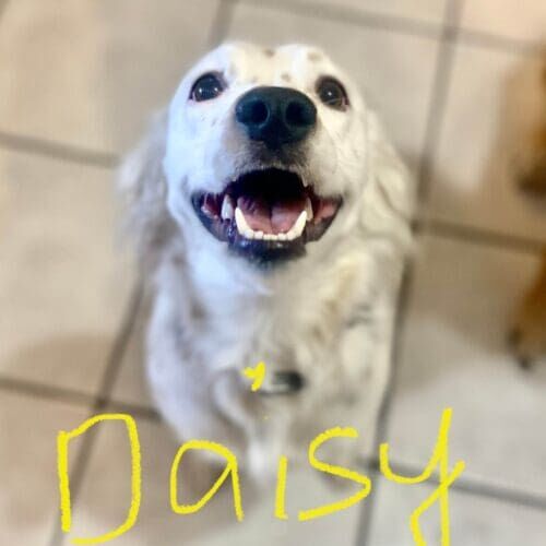 English cream retriever puppy named Daisy receiving in-home pet sitting care in Phoenix Arizona