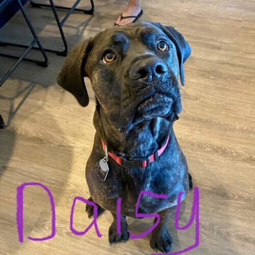 Cane Corso puppy named Daisy practicing puppy manners training during an in-home session in Glendale Arizona