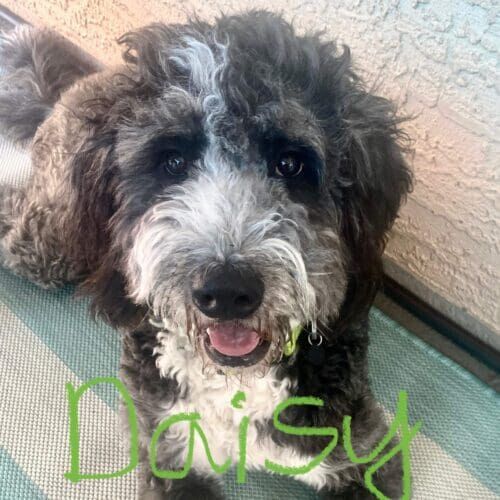 Labradoodle named Daisy staying during a dog boarding visit in Glendale Arizona