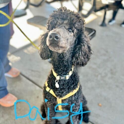 Black Standard Poodle Daisy learning better leash manners and walking structure positively in Glendale, AZ.