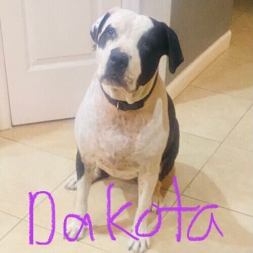 American bulldog named Dakota receiving overnight in-home pet sitting care in Glendale Arizona