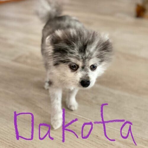 Senior Pomeranian named Dakota receiving in-home pet sitting care in Phoenix Arizona