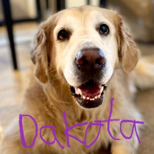 Senior golden retriever named Dakota receiving overnight in-home pet sitting care in Litchfield Park Arizona