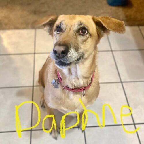 Dog named Daphne receiving in-home pet sitting visits in Phoenix Arizona