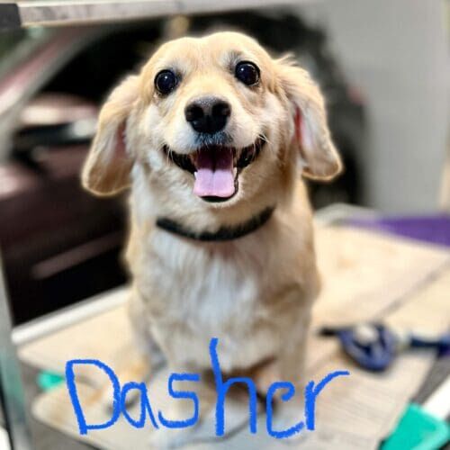 Long-haired Dachshund named Dasher receiving a grooming service in Glendale Arizona.