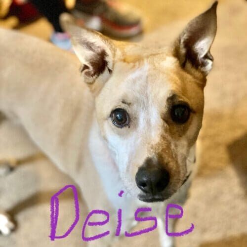 Fearful dog named Deise building confidence through training in Peoria Arizona