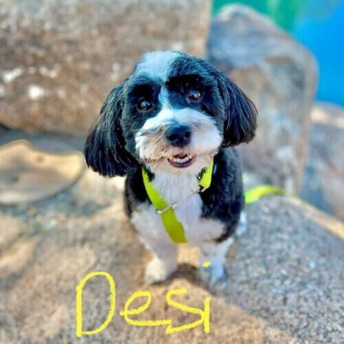 Dog named Desi participating in reward-based group dog training class in Peoria Arizona