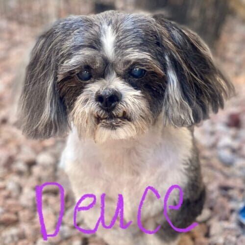 Dog receiving a professional grooming wash in Glendale Arizona.