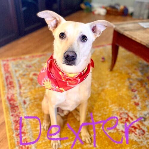 Mixed breed dog named Dexter enjoying a dog walking session in Glendale Arizona