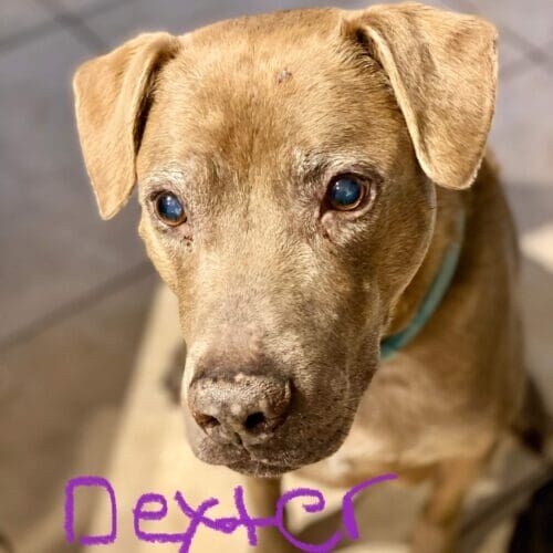 Senior Weimaraner named Dexter receiving in-home pet sitting visits in Peoria Arizona