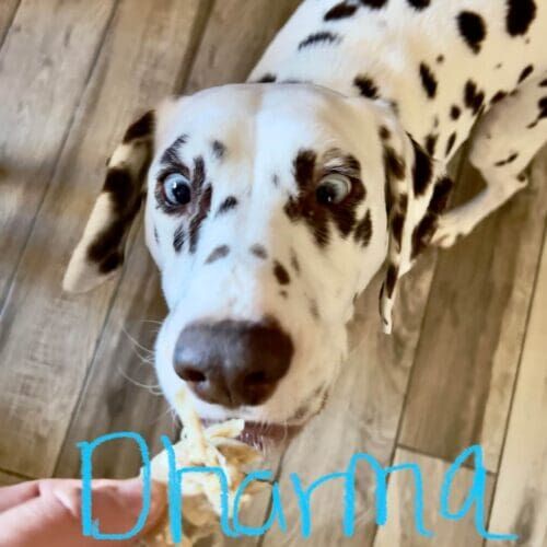 Dog receiving hourly in-home pet sitting and daycare services in Glendale Arizona