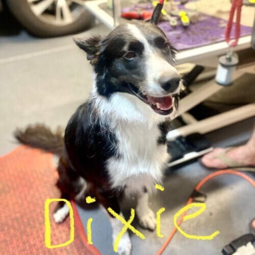 Border Collie named Dixie receiving a deshedding grooming service using a Furminator in Glendale Arizona.