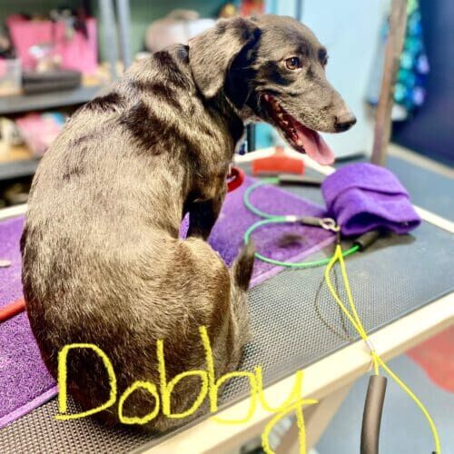 Black Dachshund named Dobby receiving a grooming service in Glendale Arizona.