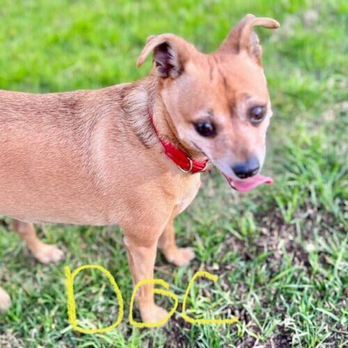 Chihuahua named Doc participating in in-home dog training sessions in Phoenix Arizona