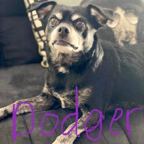 Dog named Dodger receiving live-in pet sitting care from a bonded and insured sitter in Glendale Arizona