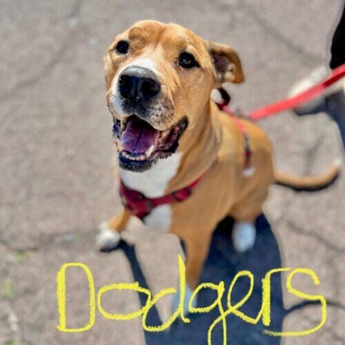 Pitbull named Dodgers working on leash reactivity training in Phoenix Arizona