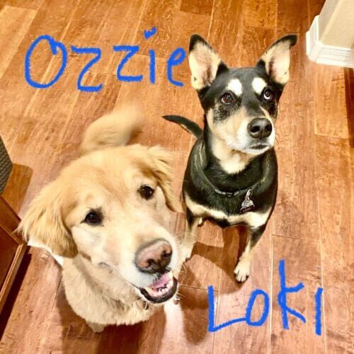 Two dogs sitting together for treats during an in-home pet sitting visit in Glendale Arizona