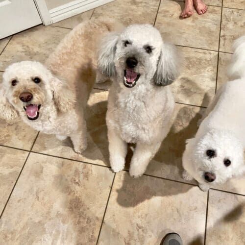 Multiple dogs receiving in-home pet sitting care together in Phoenix Arizona