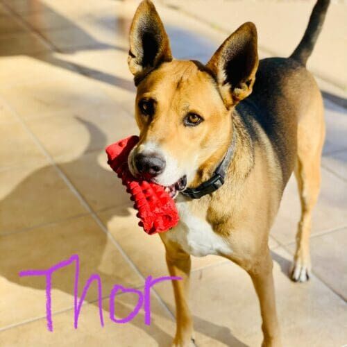 Dog playing with a toy during an in-home pet sitting visit in Phoenix Arizona