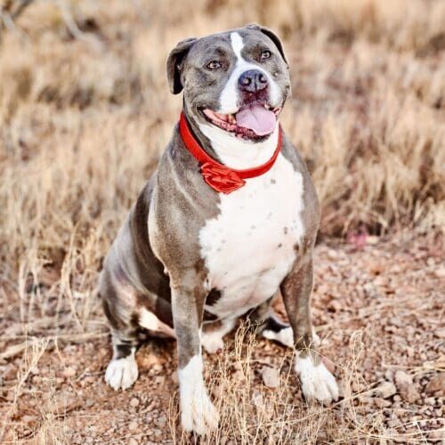 Kristie Halverson's personal dog, a blue nose bully mix, sitting during a dog photoshoot in Pheonix, AZ.