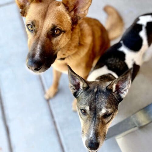 Multiple dogs receiving overnight in-home pet sitting care together in Glendale Arizona
