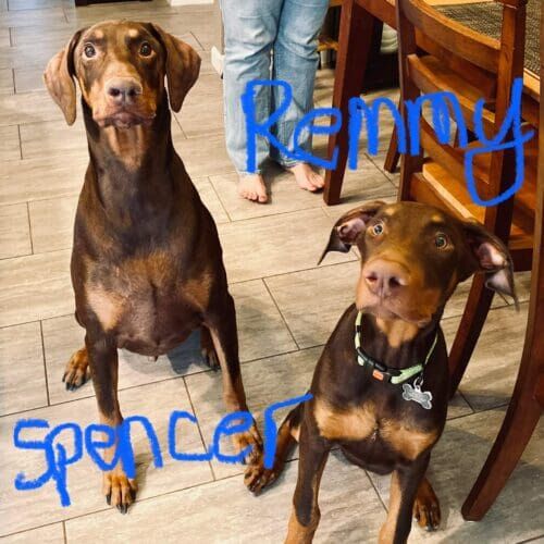 Doberman family dogs working on door boundary and desensitization training in Glendale Arizona