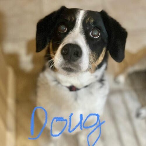 Rescue puppy named Doug practicing training skills during an in-home session in Glendale Arizona