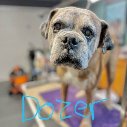 Senior Boxer named Dozer receiving a grooming service in Glendale Arizona.