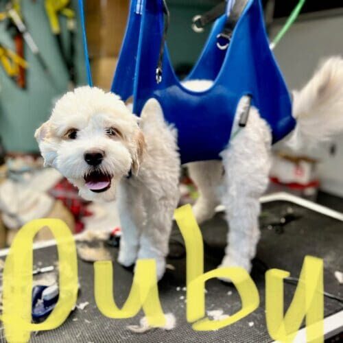 Dog named Dubu receiving nail trimming during a grooming visit in Phoenix Arizona.