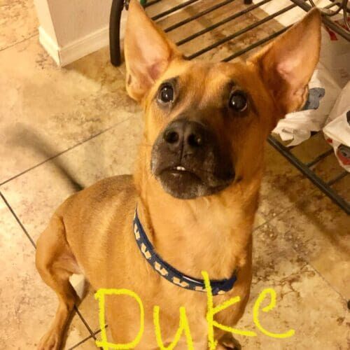 Belgian Malinois named Duke receiving drop-in pet sitting visits in Phoenix Arizona