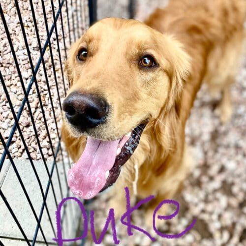 Golden retriever named Duke staying during a dog boarding visit in Glendale Arizona