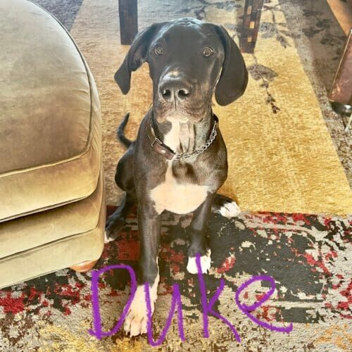 Great Dane puppy named Duke learning obedience skills using reward-based training during a session in Vistancia Arizona