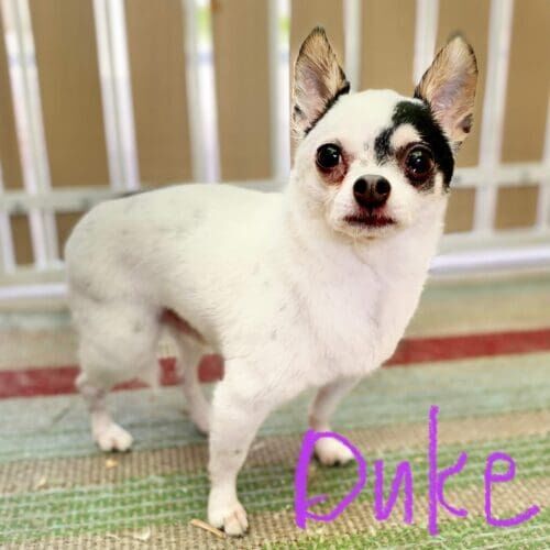 Chihuahua named Duke receiving a bath, brush, and nail grinding during a grooming visit in Glendale Arizona.