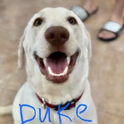 Labrador named Duke enjoying daily dog walking sessions in Glendale Arizona